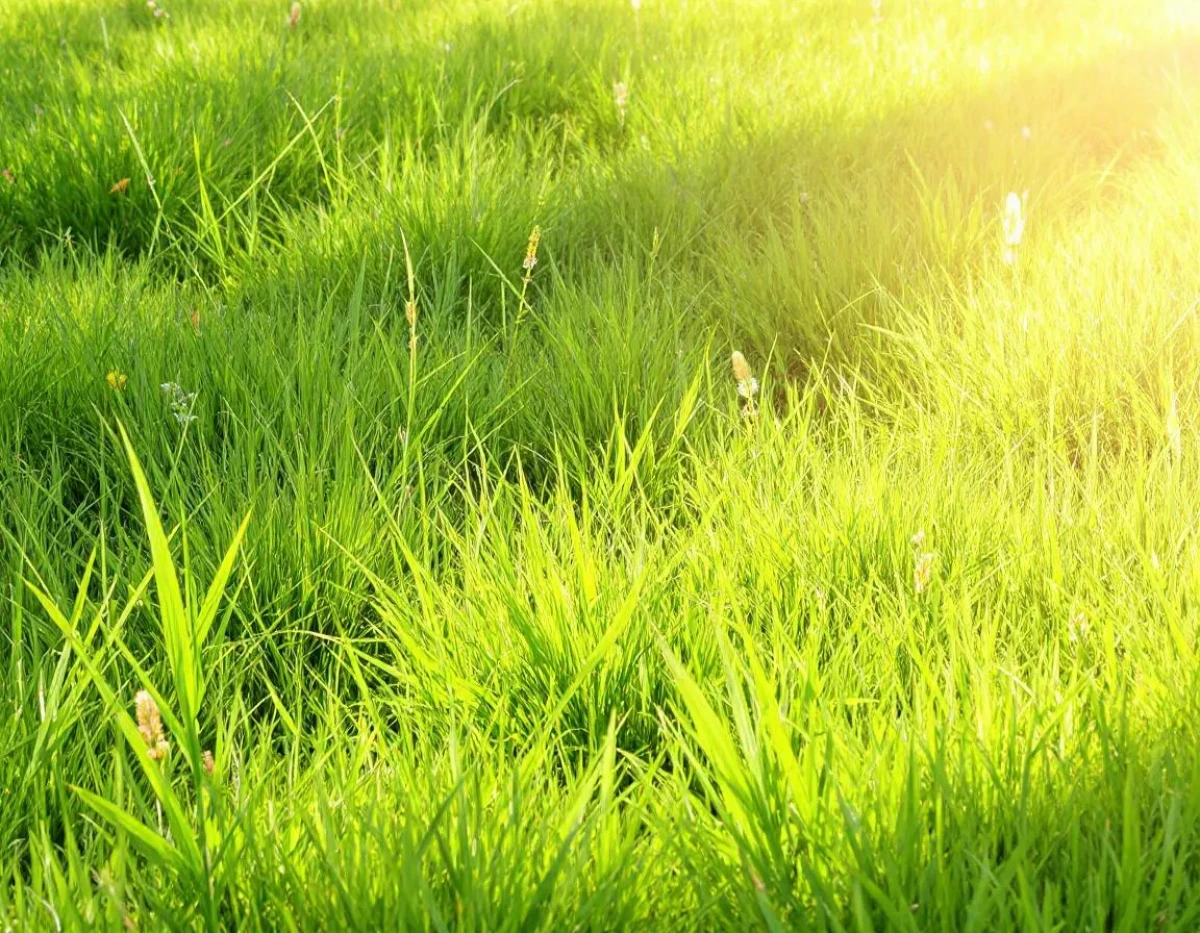 Litiges en Copropriété : Droits et Recours